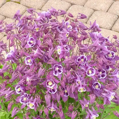 公寓 温德灵之家公寓酒店