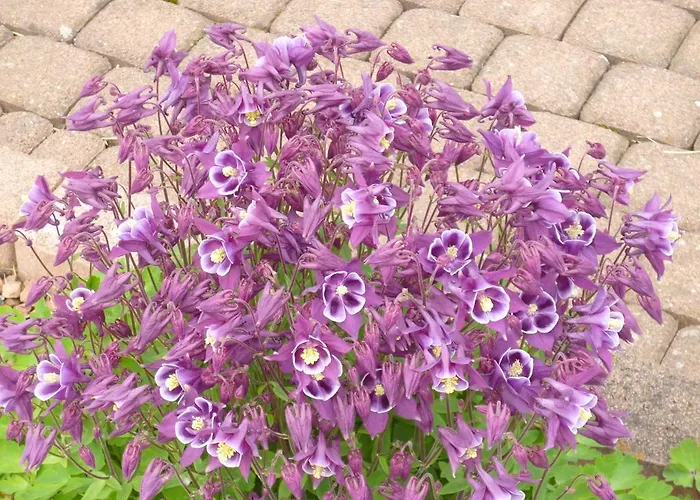 Apartamento Haus Wendling